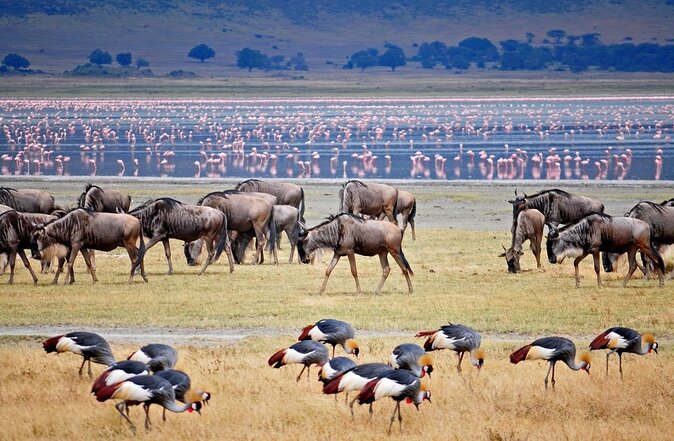 Private 4 Days Wildlife Safari at Tanzania - Key Points