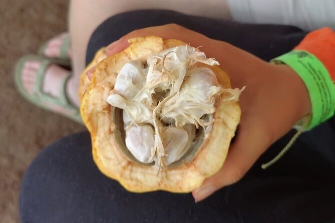 Private Cacao and Medicinal Plants Ceremony