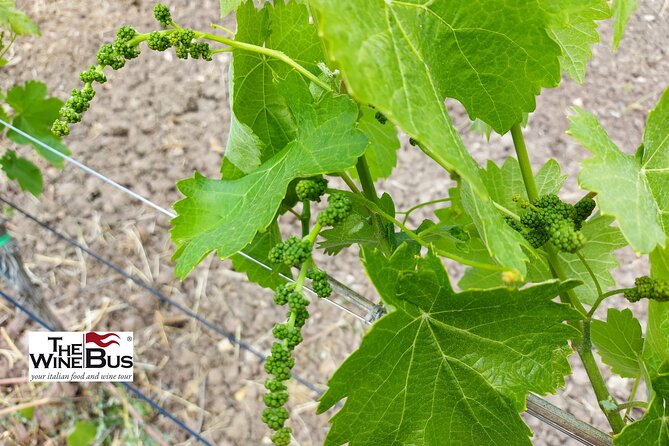 Private Irpinia Wine Tour With Pizza Cooking Class From SORRENTO