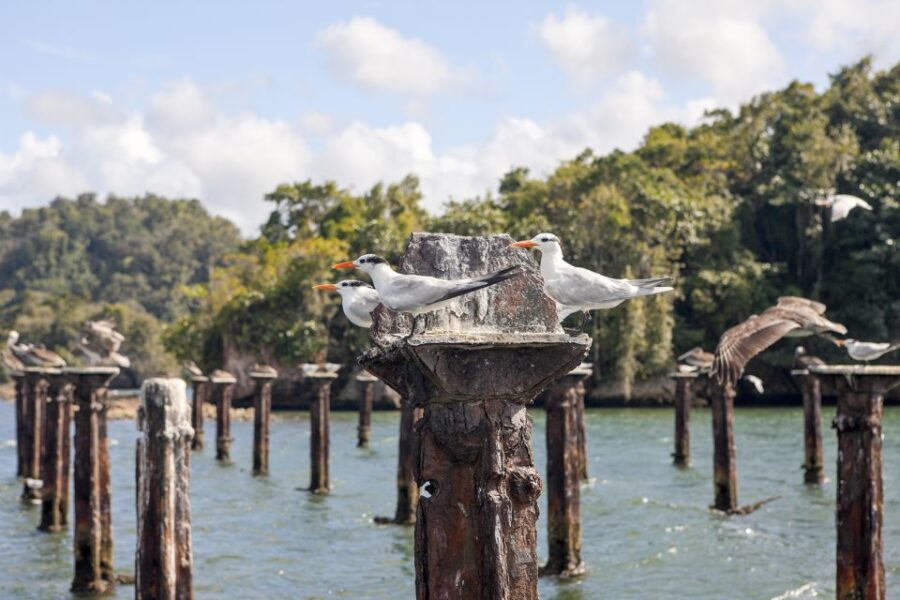 Samana: Los Haitises & Montana Redonda