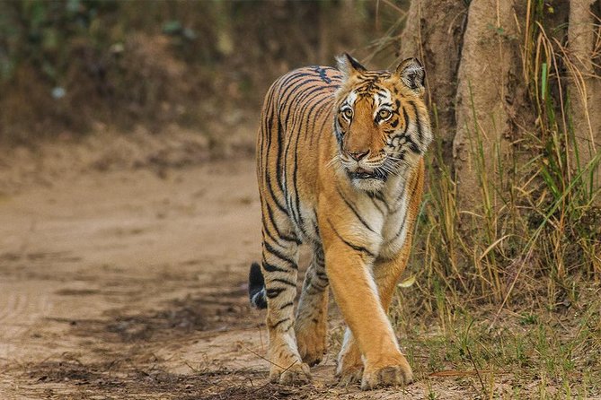 Tiger Safari at Jim Corbett National Park