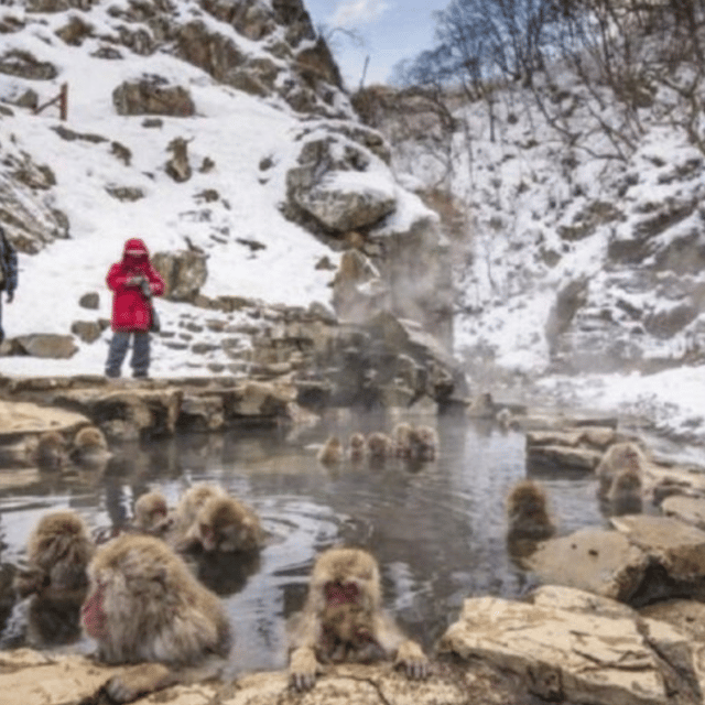 Tokyo: Luxury Snow Monkey Park Private Tour In Land Cruiser