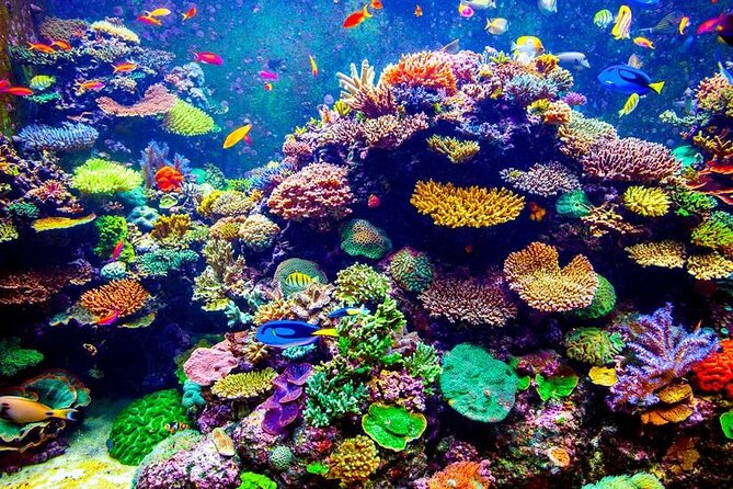 VIP Boat Trip With Diving and Snorkeling in Hurghada