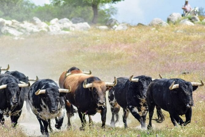 Visit to a Brave Bull Farm in Andalusia - Key Points
