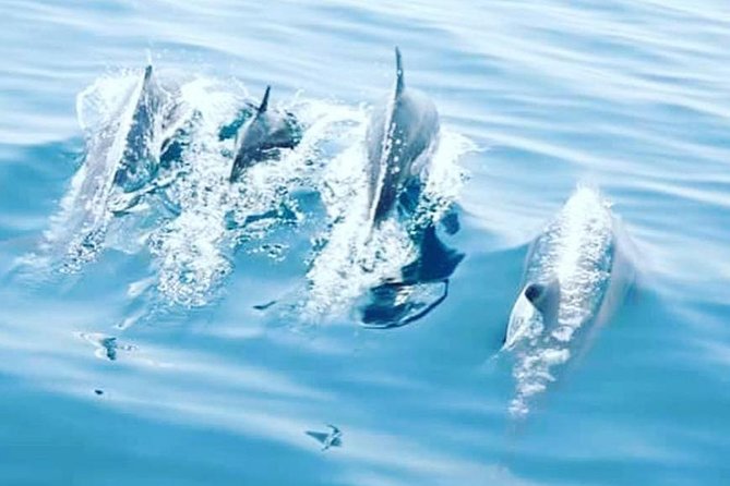 Watching Dolphins, Muscat - Meeting Information