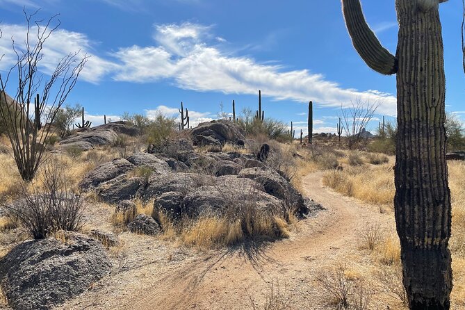 1-2 Hour Sonoran Desert Private Guided Hiking Tour - Overview of the Sonoran Desert Hiking Tour