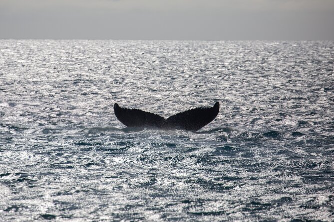 1.5-Hour Koa Kai Adventure Whale Watch