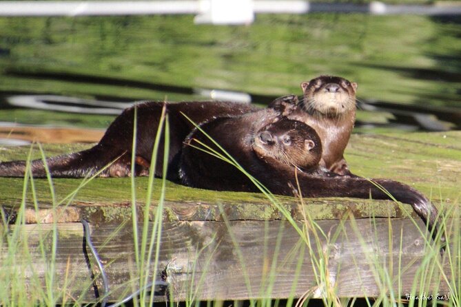 1 Hour Historical Wildlife Tour of The Famous Chain of Lakes - Discover the Wildlife Highlights
