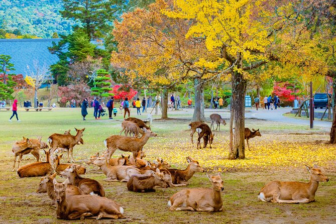 2 Day Kyoto and Nara Tour From Tokyo