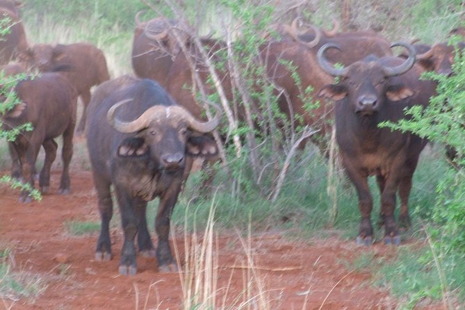2 Days Tsavo East and Ngutuni Sanctuary Starting From Mombasa.