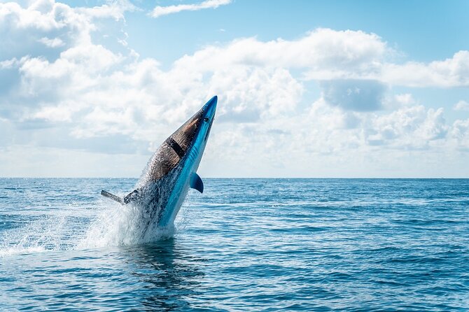 20 Minute Seabreacher Experience in Fort Lauderdale