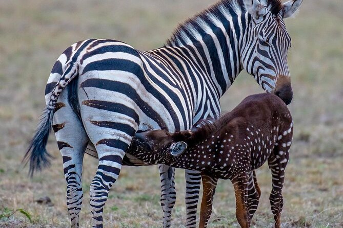 3-Day Samburu Safari From Nairobi