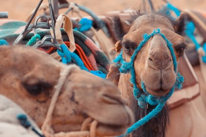 3 Day Trip From Marrakech to Merzouga