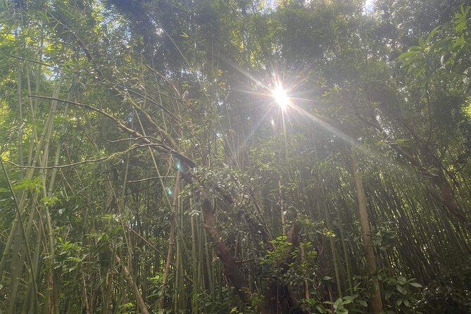 3 Hours Private Hiking and Bushwalking in the Aiea Loop Trail - Overview of the Aiea Loop Trail
