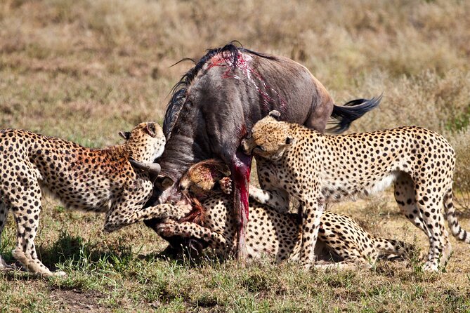4 Days 3 Nights Safari- Tarangire, Serengeti and Ngorongoro Crater