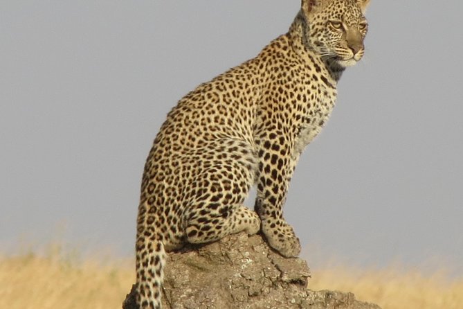 4 Days Joining Group Budget Camp Safari in Serengeti , Ngorongoro and Tarangire - Serengeti National Park Highlights