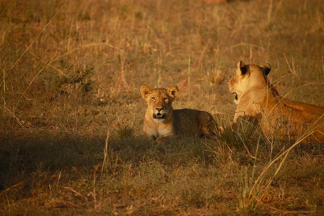 4 Days Masai Mara Safari