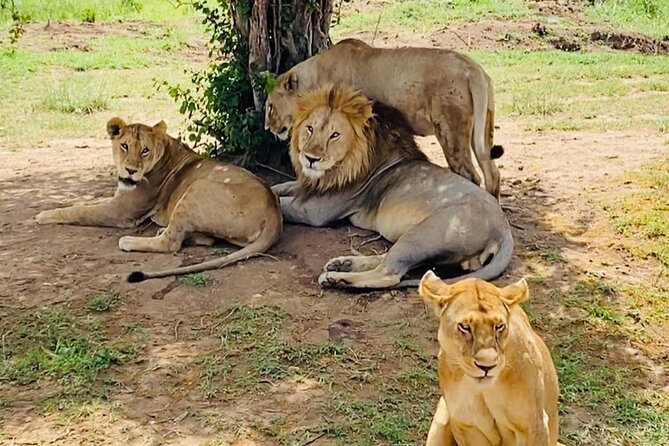 4 Days Tarangire National Park, Serengeti National Park and Ngorongoro Crater - Overview of the Tour