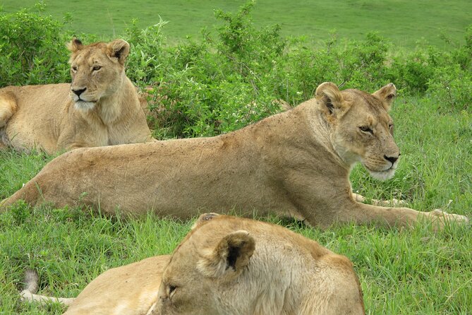 5-Day Lake Manyara, Serengeti, Ngorongoro Crater and Tarangire - Overview of the Tour