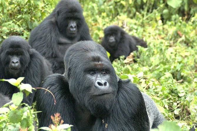 5 Day Rwanda Gorilla and Lake Kivu Safari - Exploring Kigali City