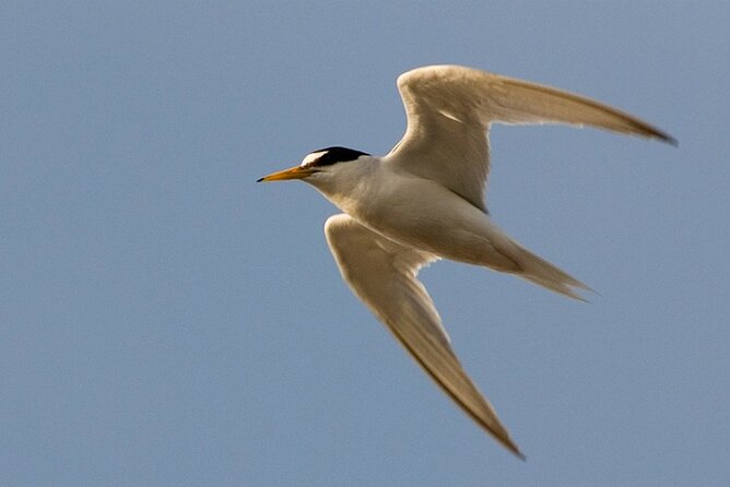 5-Day Tour in Search of Iberian Birds From Lisbon