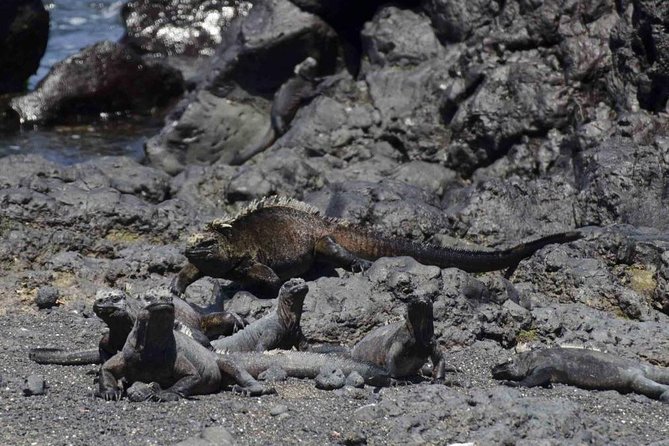 5 Days Galapagos Tour: Santa Cruz and Isabela Islands