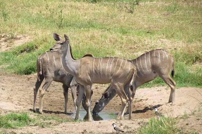 5 Days Safari Itinerary, Delight With Camping Game Drives in 3 National Parks