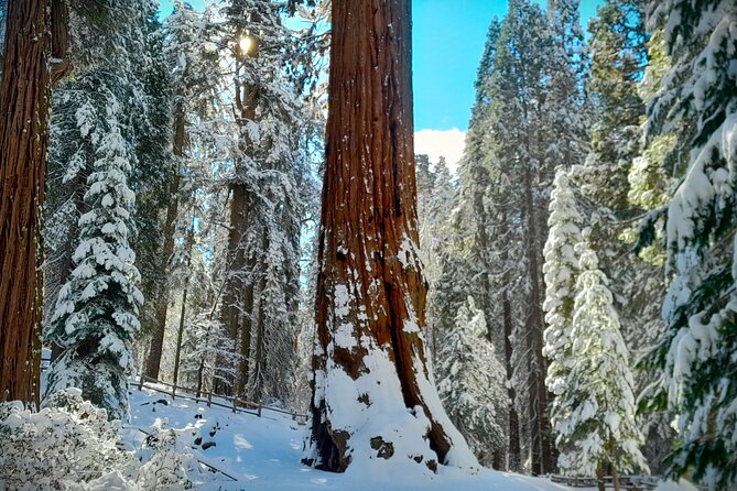 5 Star Rated Winter Private Tour in Sequoia