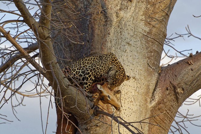 6 Day Private Camping Safari to Tarangire,Serengeti,Ngorongoro& Manyara Tanzania