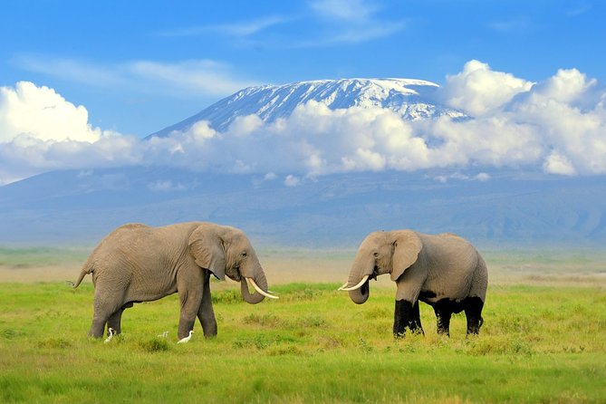 6 Days Masai Mara-Nakuru-Amboseli – Lodge Safari-Private 4X4 JEEP
