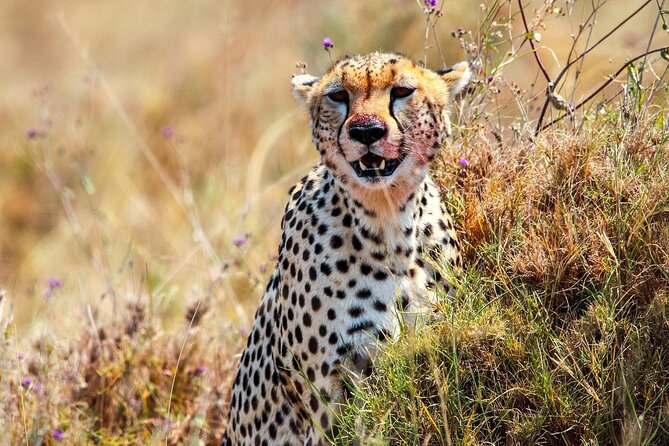7 Days Journey of the Wildebeest – Luxury Holidays Serengeti - Luxury Accommodation and Amenities