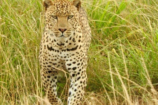 7 Days Maasai Mara National Park , Amboseli Parks and Nakuru Safaris