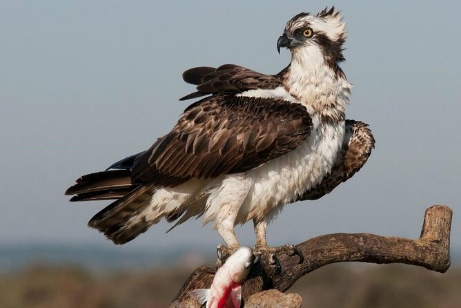 8-Days Discovering Birds of Portugal and Spain From Lisbon