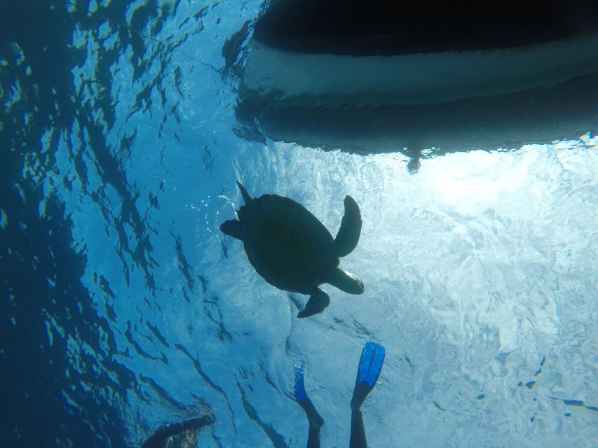 Abades: Tenerife Turtles and Rays Snorkeling Trip