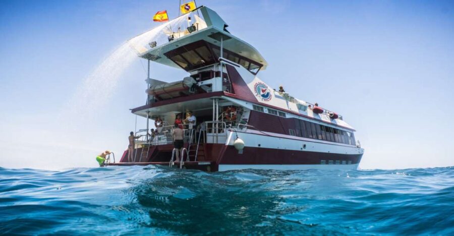 Adeje: Whale and Dolphin Watching Cruise With Lunch and Swim