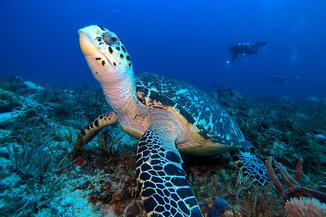 Advanced Open Water Diver Course PADI in Playa Del Carmen