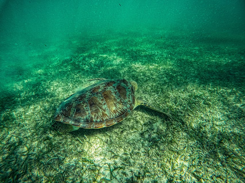Akumal: Snorkel With Local Guides