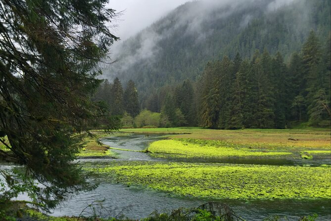 Alaska Bears and Silver Bay Homestead Review