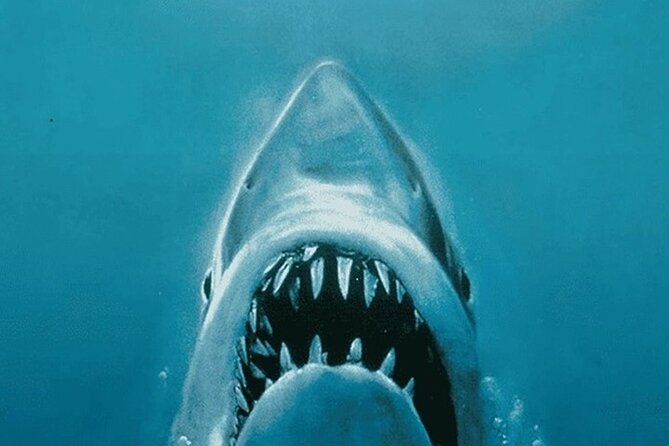 All New Shared Jaws Tour Budget Friendly
