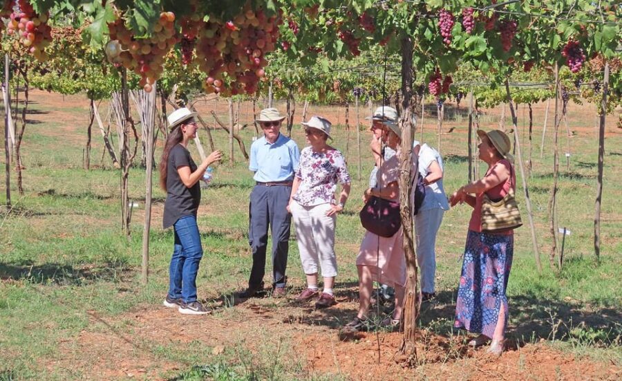 Alpujarra: Wine Tour and Vegan Aperitif in Organic Winery