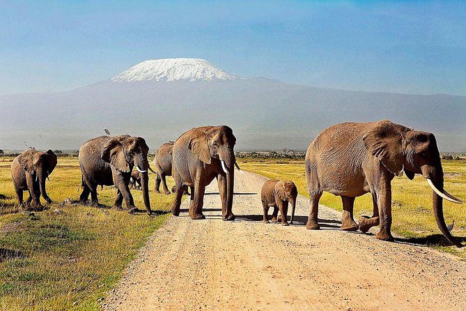 Amboseli Day Trip From Nairobi