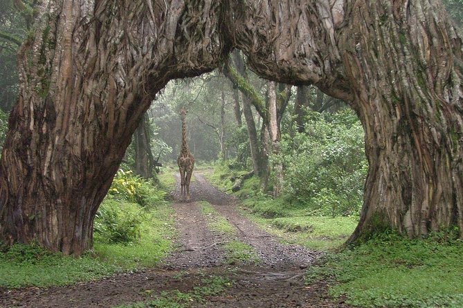 Arusha National Park Guided Day Tour From Arusha