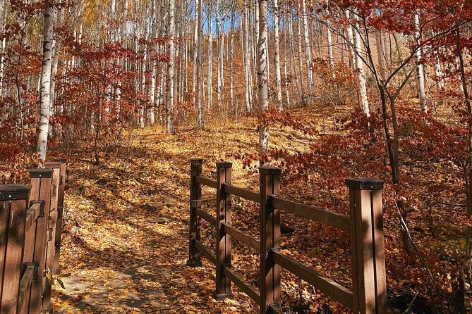 Autumn Trip for Birch Forest and Garden of Nature and Flower Fest