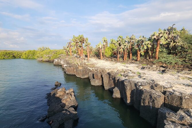 Beach Wildlife and Snorkel Adventure With Underwater Specialist