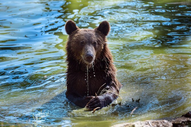 Bears Libearty Sanctuary and Bran Castle Day Trip