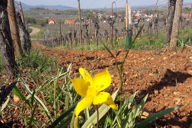 Become a Winemaker for a Day!