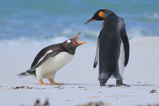 Berthas Beach Penguin Experience - Overview of the Experience