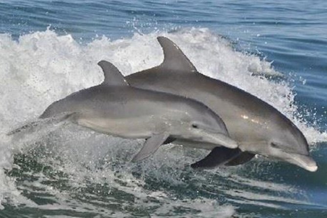 Big Fun Dolphin Cruise & Sealife Experiece ORANGE BEACH ALABAMA - Exploring the Wonders of Orange Beach