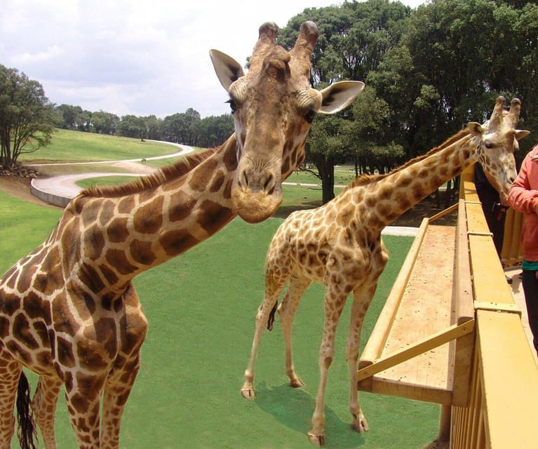 Bioparque Estrella Safari Experience Ticket