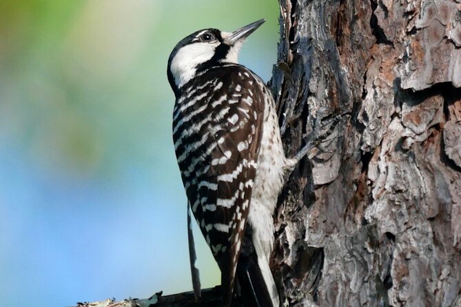 Birding and Wildlife Tour of Floridas Treasure Coast